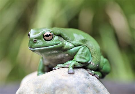 Green Tree Frog Aussie Ark