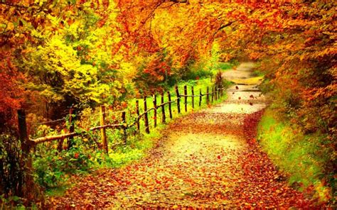 Autumn Season Fall Color Tree Forest Nature Landscape Wallpaper