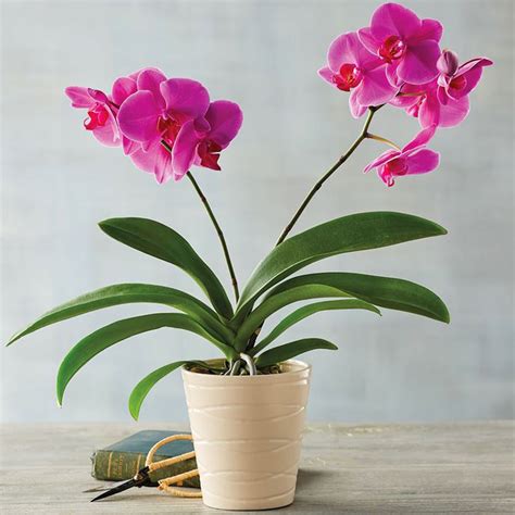Best Flowering Indoor House Plants 18 Most Beautiful Indoor Plants 5