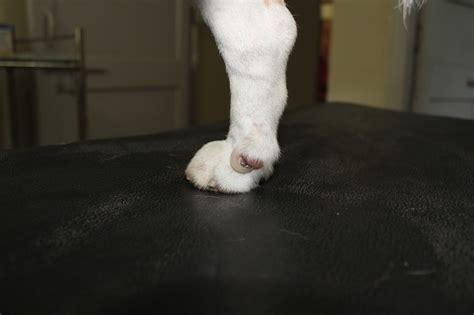 My wife always clips his nails but she missed this one obviously. Hatton Veterinary Hospital: Pet Nails: How to Trim and ...