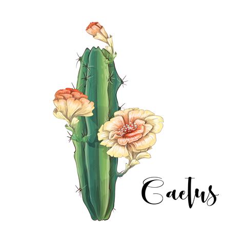Cactus In Desert Vector And Illustration Hand Drawn Style Isolated On