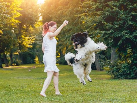 Premium Photo Newfoundland Dog Plays With Man And Woman In The Park