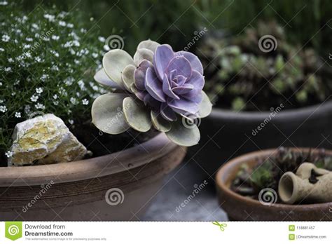 Lies dich durch unsere ratgeber und die echter beinwell ist eine uralte heilpflanze, die sich auch wunderbar im garten pflanzen lässt. Sukkulenten Tontopf Garten stock image. Image of tontopf ...