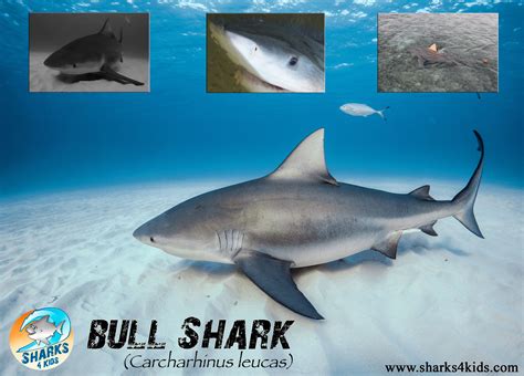 Bull Shark Poster Check Out This Amazing Shark For More Information