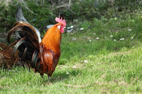 What Is A Male Chicken Called Glossary Of Chickens