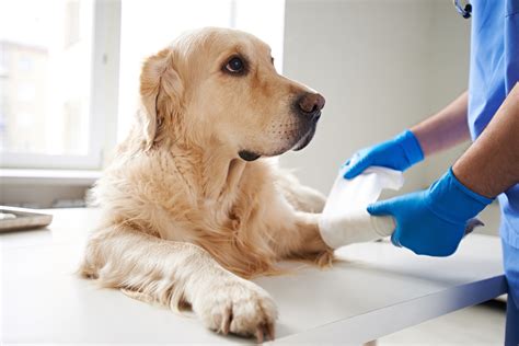 Pet Emergencies Waukesha Walk In Et Clinic Waukesha WI