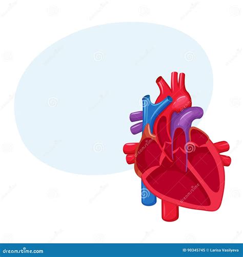 Human Heart Anatomy Stock Vector Illustration Of Cardiology 90345745