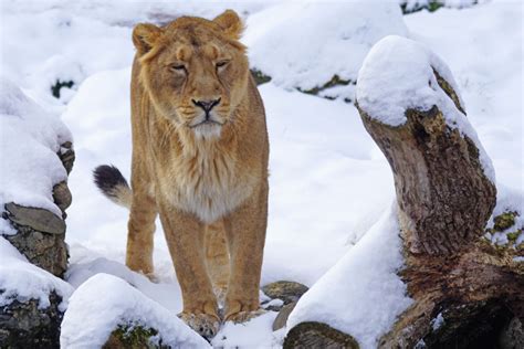 Free Images Snow Winter Female Wildlife Fauna Lion Animals