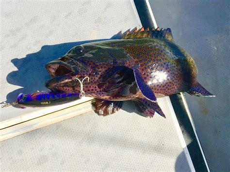 Doug Stacy and Mark Rolfing got the job done today, catching some nice