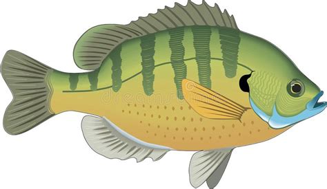 1 pc pro beros 6 abschnitte angeln locken 14,5g/8 cm sonnenfisch swimbait sunfish künstliche harten köder 8 # schwarz haken fischerei gerät,kaufen sie von verkäufern aus china und aus der. Sonnenfisch Stock Illustrationen, Vektors, & Klipart - (32 ...