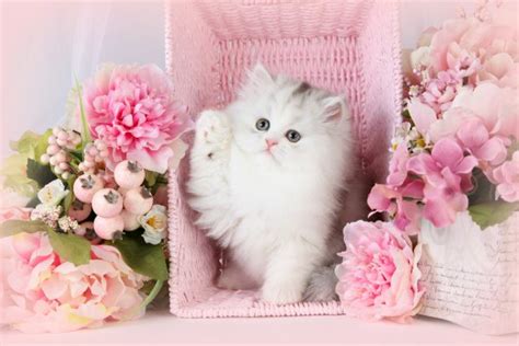 Our breeders are in 66 countries, yet we we are proud to the best connection between a local persian cat breeder and local customer. Chinchilla Calico Persian Kitten For Sale - Krissy ...