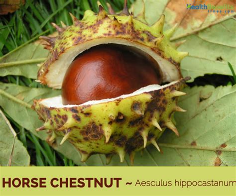 Horse Chestnut Facts And Health Benefits
