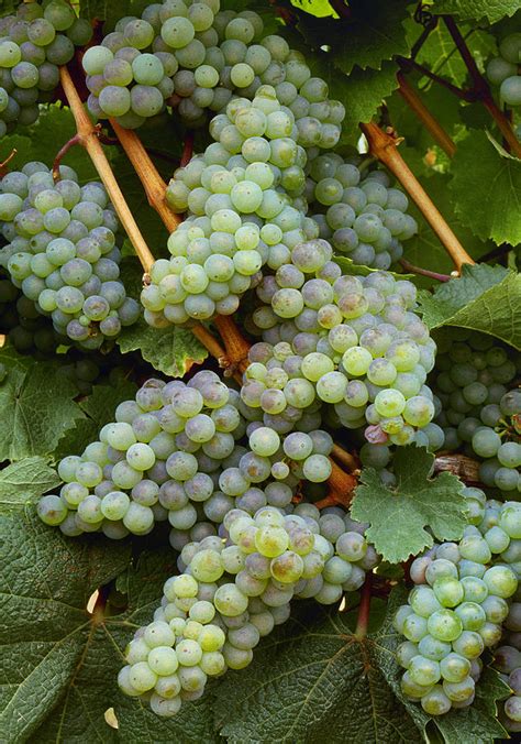 Agriculture Wine Grapes Riesling Photograph By Bryan Peterson Fine