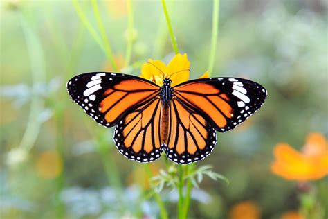 Monarch butterfly populations are at an all time low • Earth.com