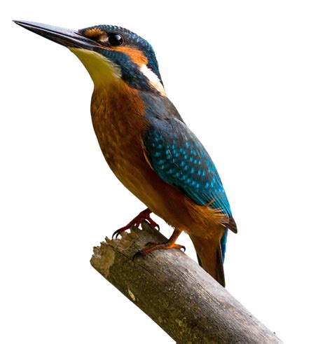 Kingfisher Bird Beak Png Clipart Png Mart