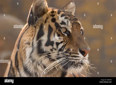 Bengal Tiger Close Up Head Shot Stock Photo Alamy