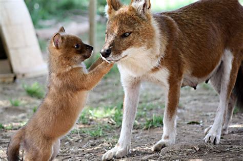 Dhole Dogs We Need To Know