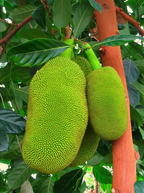 Polynesian Produce Stand Live 10 Seed Exotic Jakfruit Worlds Largest