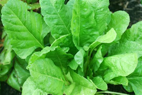 Healthy Spinach Plant Free Stock Photo Public Domain Pictures