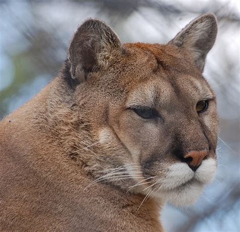 Blog About Cats Cougar Sightings
