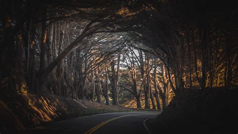 Download Road Highway Forest Tree Nature Dark