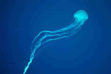 Biggest Jellyfish In The World