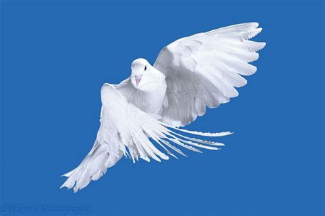 White Pigeon In Flight Photo White Pigeon Bird Photo Pigeon