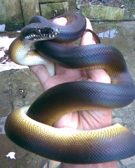 White Lipped Python Leiopython Albertisii ~ Reptiles