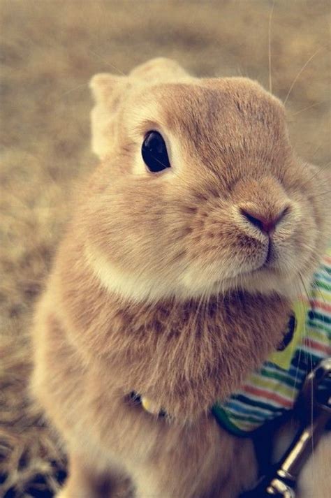 One Of The Sweetest Bunny Faces Ive Ever Seen Cute Baby Animals