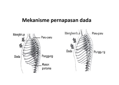 Mekanisme Pernapasan Perut Manusia - DosenBiologi.com