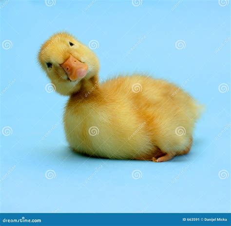 Young Duck Stock Image Image Of Duck Yellow Ducky Sweet 663591