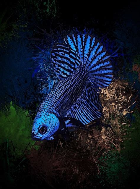 midnight blue neon betta  scott wallace digital designs betta betta fish betta fish types