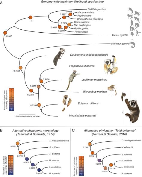 Evolutionary And Phylogenetic Insights From A Nuclear Genome Sequence