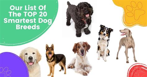 The Top 20 Smartest Dog Breeds In The World Unveiling The Canine