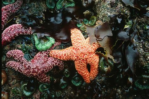 Starfish Free Photo Download Freeimages