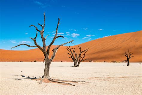 Dead Vlei Le Marais Mort Près De Sossusvlei Dans Le Désert Du Namib