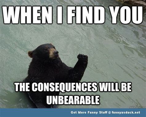 Funny Bear Funny Bear Picture Meme Inspirational