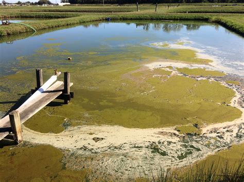Study Shows Novel Way To Manage Harmful Algal Blooms And Toxins In