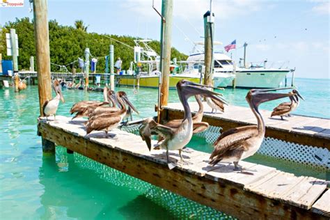 11 Top Things To Do In Key Largo Fl Your Travel Guide