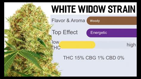 White Widow Strain Review 2022 Thc Level Smell And Where To Buy