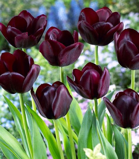 Success 2015c Late Spring Cafe Noir Tulip Purchased At Garden Fever