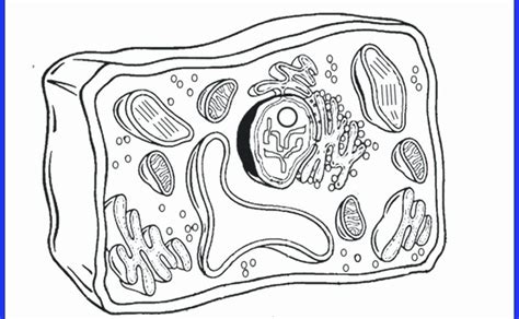 Select from 35654 printable crafts of cartoons, nature, animals, bible and many more. Biologycorner.com Animal Cell Coloring Key / Plant Cell Coloring Page at GetDrawings | Free ...