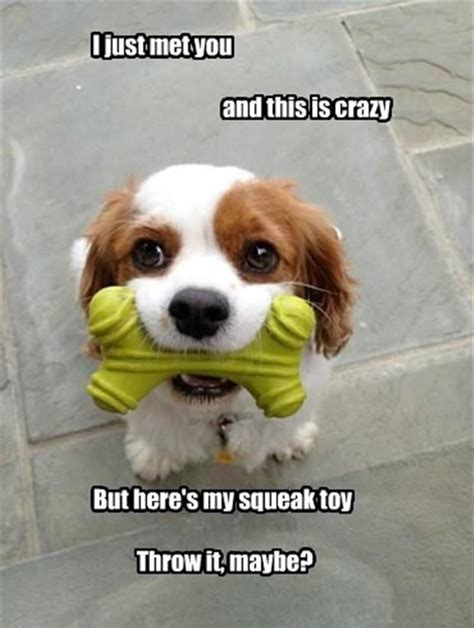 Funny Baby Pictures With Captions 30 Funny Animal