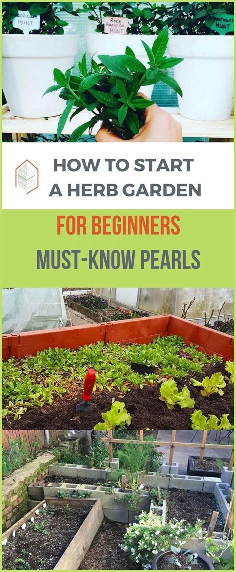 How To Start An Herb Garden For Beginners Useful Tips