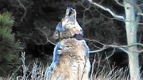 Grand Canyon Gets Surprise Visitor — A Gray Wolf La Times