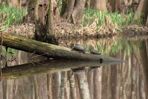 Two Turtles On A Log Over The Bayou Stock Image Image Of Tree