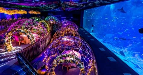 Sea Aquarium Offers Christmas Themed Dome Dining With 4 Or 5 Course