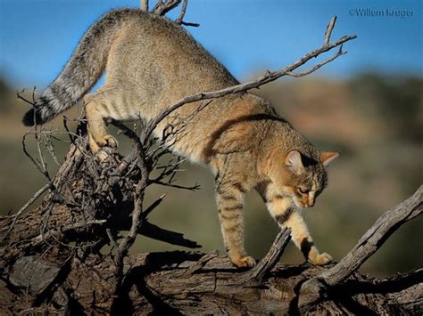 Descubre Todos Los Tipos De Gatos Salvajes Y Cómo Reconocerlos