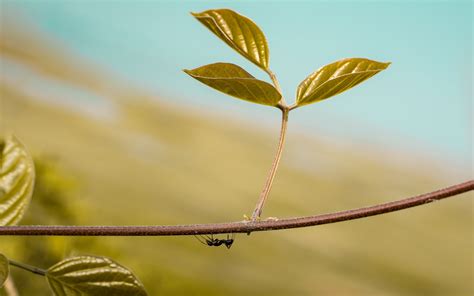 Download Wallpaper 3840x2400 Leaf Ant Plant Macro 4k
