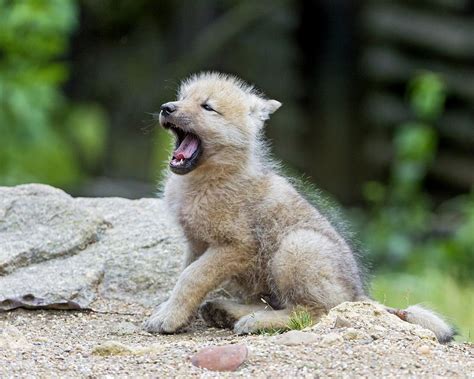 Yawning Arctic Wolf Pup Wolf Images Wolf Pictures Cute Wild Animals